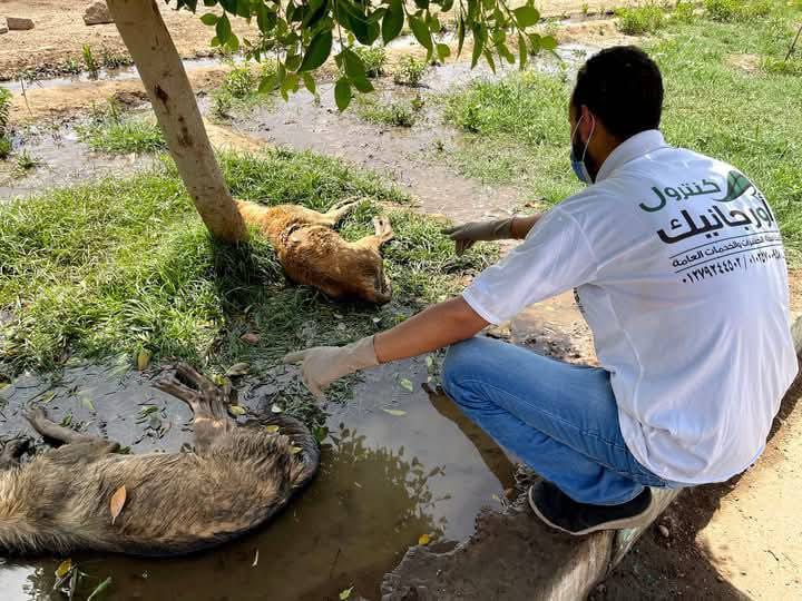 مكافحة حيوانات ضالة (قطط-كلاب)